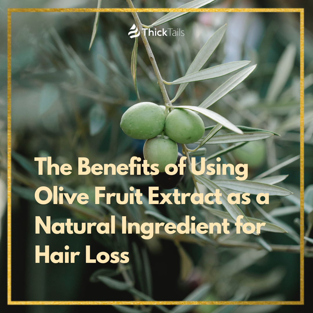 Olive fruit extract as a natural ingredient